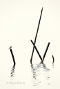 Bachstelze-wagtail-Fisch-Reusen-Stange-vogel-bird-silhouette-Minimalismus-minimalistisch-minimalistic-black-white-schwarz-weiss-2_DSC7019-2-sw