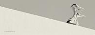 Grau-Reiher-heron-gray-grey-Minimalismus-minimalistisch-minimalistic-black-white-schwarz-weiss-A_NIK500_3633-sw