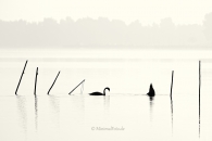 Schwan-Höcker-mute-swan-Fisch-Reusen-Stange-vogel-bird-silhouette-Minimalismus-minimalistisch-minimalistic-black-white-schwarz-weiss-A_NIK6077-sw