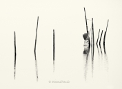 Fisch-Reuse-Silhouette-black-white-schwarz-weiss-silhouette-minimalismus-minimalistisch-minimalistic-fish-trap-Stangen-pole-waterA_NIK500_0917sw