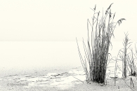 Schilf-reed-roehricht-winter-Minimalismus-minimalistisch-minimalistic-black-white-schwarz-weiss-C_SAM0223-sw