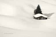 fir-tree-Baum-huette-schuppen-shade-hut-tanne-winter-snow-schnee-Landschaft-landscape-Minimalismus-minimalistisch-minimalistic-black-white-schwarz-weiss-Italien-B_MG_2219-sw